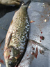 甄樽全自動(dòng)殺魚(yú)機商用不銹鋼電動(dòng)開(kāi)魚(yú)背開(kāi)魚(yú)肚去鱗機殺清江魚(yú)黑魚(yú)鱸魚(yú)花鰱羅非魚(yú)烤魚(yú)店用 工程款去鱗開(kāi)背【2-8斤可用】 曬單實(shí)拍圖