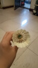 斯莊格S2號(hào)羽毛球，經(jīng)濟(jì)實(shí)惠練習(xí)級(jí)別羽毛球 S2 77速度 12只裝 曬單實(shí)拍圖