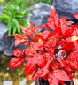 京悠雨德國(guó)品質(zhì)火焰南天竹盆栽紅葉植物觀葉盆景室內(nèi)耐寒年宵花卉辦公室 火焰南天竹+歡喜陶瓷盆(送復(fù)古底座+鋪面石) 【紅 帶盆栽好 曬單實(shí)拍圖
