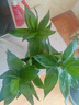 創(chuàng)京鑫選觀音竹富貴竹水培植物帶根花卉綠植綠蘿室內盆栽轉運竹不支持退換 觀音竹3棵簡易杯+營養(yǎng)液 0cm 不含托盤 曬單實拍圖