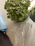可之源碰碰香盆栽室內除異味驅蚊好養植物一抹香綠植桌面小盆景多肉易活 碰碰香+青瓷盆青 含盆 曬單實(shí)拍圖
