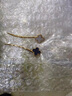 兩世歡陳夢(mèng)同款一字夾劉海發(fā)夾女四葉草側(cè)邊夾發(fā)飾頂夾簡(jiǎn)約少女發(fā)卡頭飾 黑色一對(duì) 曬單實(shí)拍圖