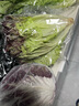 槿饈新鮮沙拉蔬菜4斤 混合6種生菜組合 輕食沙拉食材代餐菜包 6種沙拉蔬菜4斤【10包醬】 曬單實拍圖