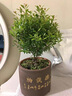 小葉赤楠老樁盆栽盆景迷你植物室內花卉辦公室桌面小綠植好養四季 小葉赤楠+舍得陶瓷盆+底托+苔蘚 含盆 曬單實(shí)拍圖