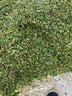 電動(dòng)切草機(jī)養(yǎng)殖豬草切碎機(jī)家用小型飼料鍘草機(jī)粉碎機(jī)雞鴨鵝碎草機(jī) 雙刀38不銹鋼切草機(jī)【銅芯電機(jī)】 曬單實(shí)拍圖