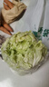 聽蔬有機大白菜 黃心清甜新鮮 膠東現(xiàn)采摘 山東濰坊無農(nóng)殘食材匯 5斤 曬單實拍圖