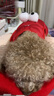 嬉皮狗（hipidog）狗狗大眼萌背心加厚秋冬小狗衣服寵物比熊泰迪法斗可牽引小型幼犬 紅色大眼萌（可牽引） M 建議體重5-8斤 曬單實(shí)拍圖