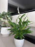 急兔白掌盆栽水培一帆風(fēng)順綠植花卉好養美酒小白掌+懶人盆源頭直發(fā) 曬單實(shí)拍圖