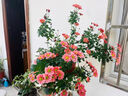 三喜農場(chǎng) 除蟲(chóng)菊種子驅蚊草驅蟲(chóng)菊花種籽子多年生混色花種子四季易活盆栽 藿香種子1000粒 曬單實(shí)拍圖
