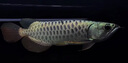 金龍魚(yú)活魚(yú)幼苗龍魚(yú)觀(guān)賞魚(yú)練手過(guò)背印尼辣椒血紅龍魚(yú)苗小高背龍魚(yú) 24K純血統高背金龍 23-26CM（芯片證書(shū)齊全） 曬單實(shí)拍圖