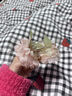 默研（MOYAN）2025春季新款甜美帶葉牡丹花網(wǎng)紗立體燒邊花朵山茶花手工發(fā)夾發(fā)飾 粉色 曬單實(shí)拍圖