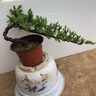 山頭林村迎客松盆景四季常青耐寒綠植花卉室內(nèi)松柏盆栽夏季耐熱 推薦14年苗[精品]+送肥 迎 不含盆 曬單實(shí)拍圖