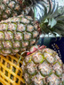 鮮武士金鉆鳳梨正宗手撕鳳梨甜蜜蜜鳳梨熱帶水果無(wú)眼樹(shù)上熟新鮮水果生鮮 小果6-9個(gè)帶箱8斤 甜蜜蜜鳳梨(臺農16號) 曬單實(shí)拍圖