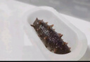官棧 鮮燉海參 即開即食 霞浦刺參滋補禮盒 送長輩禮品 鮮燉海參 140g (6Q周套餐/7條) 曬單實拍圖