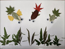 皓梵潔樹(shù)葉貼畫(huà)手工diy材料包干樹(shù)葉畫(huà)材料真植物標(biāo)本幼兒園寶寶魚(yú) 【金魚(yú)覓食】 兒童diy手工貼畫(huà) 【送鑷子、膠水、卡紙】工具 曬單實(shí)拍圖