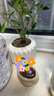 八芽迷你羅漢松指尖小盆栽?xún)艋諝馐覂茸烂嫘【G植辦公室源頭直發(fā)包郵 凌云羅漢松-拇指款 帶盆栽好 曬單實(shí)拍圖