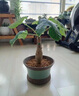 創(chuàng)京鑫選德國品質(zhì)佛肚海棠盆栽老樁多肉植物辦公室內(nèi)綠植桌面花不支持退換 佛肚海棠老樁+豎紋盆 老樁經(jīng)常 曬單實拍圖