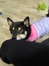 TOUCHDOGSugar防護型狗狗胸背衣牽引繩套裝小中大型犬背心式胸背帶防爆沖 黃 胸背牽引繩套裝 L碼【建議18-36斤】 曬單實拍圖