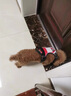 DSRAWMYT 狗狗牽引繩 胸背帶 中大型犬遛狗背心式狗繩金毛拉布拉多狗鏈子 曬單實(shí)拍圖