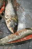 甄樽全自動(dòng)殺魚(yú)機商用不銹鋼電動(dòng)開(kāi)魚(yú)背開(kāi)魚(yú)肚去鱗機殺清江魚(yú)黑魚(yú)鱸魚(yú)花鰱羅非魚(yú)烤魚(yú)店用 工程款定金【尾款發(fā)貨時(shí)付】 曬單實(shí)拍圖