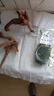 國象散裝垂淚莫斯簡單好養(yǎng)耐低溫陰性增氧水草植物魚缸沉木假山造景 垂淚莫斯10克送綁線 曬單實(shí)拍圖