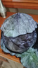 中鮮生云南新鮮紫甘藍(lán)農(nóng)家現(xiàn)摘卷心菜沙拉椰菜紫包菜批發(fā)蔬菜 5斤裝 曬單實(shí)拍圖