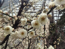 科雅 3.5mm轉(zhuǎn)蓮花頭音頻線(xiàn) 3.5轉(zhuǎn)一分二雙蓮花紅白2RCA連接線(xiàn) 手機(jī)電腦電視音響箱功放線(xiàn)連接線(xiàn)1米 曬單實(shí)拍圖