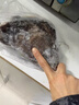 尚致鰈魚(yú)頭格陵蘭深海比目魚(yú)頭碟魚(yú)頭超大鮮活冷凍鴉片魚(yú)頭 【2只】鰈魚(yú)頭 750g /只 曬單實(shí)拍圖