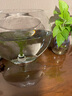 米詅 印度竹節草養不死水草植物孔雀魚(yú)蝦躲避中后景淡水增氧凈化 竹節草10支帶環(huán)(15厘米以上) 曬單實(shí)拍圖
