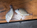 樂淘逸寵三湖慈鯛活體馬鯛魚中小型熱帶觀賞魚淡水巖棲鯛魚 4-5cm鯛魚混搭20條（5個品種） 曬單實拍圖