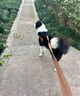 DidogPet狗狗牽引繩狗胸背小型犬比熊胸背帶中型犬柯基法斗背心式遛狗繩子 棕色+1.5米牽引繩 L-大型：建議體重30-45斤 曬單實拍圖
