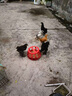LISM鴿子保健砂沙鴿子糧信鴿賽鴿鸚鵡用品營養(yǎng)紅土補(bǔ)鈣鴿子飼料鴿糧 鳥用保健砂2.5kg 曬單實(shí)拍圖