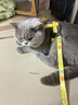 TOUCHDOG它它貓咪牽引繩遛貓繩胸背心式防掙脫工字幼貓鏈子溜貓繩 椰林海灘 S碼【5斤以?xún)?】繩長(cháng)1.2m 曬單實(shí)拍圖