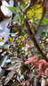嘆為觀止日本紅楓紅舞姬老樁盆景四季客廳室內(nèi)盆栽植物 根莖5公分帶分叉盆景苗 不含盆 曬單實拍圖