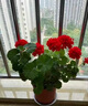 京悠雨德國(guó)天竺葵花苗盆栽重瓣大花室內(nèi)外陽(yáng)臺(tái)四季開(kāi)花卉庭院好養(yǎng)易活植 熱烈紅【天竺葵】【原盆】(買(mǎi)三送一 精選發(fā)貨) 曬單實(shí)拍圖