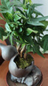 自然空間招財(cái)樹(shù)盆栽桌面綠植室內(nèi)盆景 福葫藝術(shù)紫砂盆多桿發(fā)財(cái)樹(shù) 源頭直發(fā) 曬單實(shí)拍圖