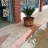 秋芊卉精品鐵樹(shù)大型盆景四季常青公母鐵樹(shù)室內室外地栽盆栽耐寒耐熱樹(shù)苗 球直徑12-13cm（樹(shù)高70-80cm） 曬單實(shí)拍圖