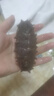 東悅福 俄羅斯進(jìn)口野生即食海參禮盒滋補送禮高品質(zhì)獨立包裝海鮮禮盒 1斤裝 俄羅斯即食海參14-18頭 曬單實(shí)拍圖