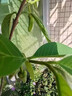 鳳梨釋迦果樹(shù)苗南方種植嫁接臺灣番荔枝樹(shù)苗佛頭果苗盆栽當年結果 釋迦果苗高40-50cm 1棵嫁接苗【杯苗發(fā)貨】 曬單實(shí)拍圖