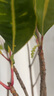 變葉木盆栽客廳造型綠植辦公室內大型老樁落地植物盆景七彩變色木 造型變葉木飄枝1-1.2米(原土盆) 含盆 曬單實拍圖
