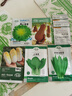 壽禾 油麥菜種子耐熱生菜農(nóng)家四季蔬菜種孑播秋冬季菜種子小青菜菜籽 老品種 米香油麥菜種子20g 曬單實(shí)拍圖