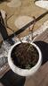 CHUANGSHIJI馬奶提子藍(lán)寶石葡萄樹苗巨峰南北方種植果樹苗爬藤盆地栽當(dāng)年結(jié)果 1年苗 80cm(含)-89cm(含) 曬單實(shí)拍圖