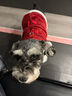 嬉皮狗（hipidog）狗狗衣服新年春節加絨保暖可牽引馬甲中小型犬比熊寵物貓咪喜慶服 幸運盤(pán)扣 XL（建議體重11-15斤） 曬單實(shí)拍圖