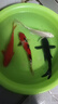 中國紅冷水淡水觀賞魚錦鯉魚活魚金魚小型好養(yǎng)紅鯉魚純種小錦鯉 19-21cm長黑金1條 曬單實(shí)拍圖