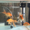 森森 森森魚缸原裝水泵HQJ JP 230G5007009001200G水泵三合一抽過濾泵 HQJ-700G 8W 黑色 整機(jī) 曬單實(shí)拍圖