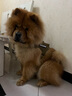 出眾者狗狗牽引繩馬犬胸背帶大型犬狗繩背心式狗背帶法斗金毛狗狗用品 背帶+1.3米狗繩/棕色 L碼（推薦體重35-75斤） 曬單實(shí)拍圖