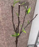 沙梨樹苗優(yōu)良嫁接 庭院盆栽 黃花梨果樹苗山嶺地栽南北方種植果苗 秋月梨3年苗【帶土帶葉】 60cm(含)-69cm(含) 曬單實拍圖