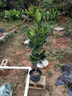 菠蘿蜜樹(shù)苗樹(shù)苗四季肉干包盆栽地栽帶土帶葉泰國8號紅肉南方種植 泰國12號菠蘿蜜 三年苗 曬單實(shí)拍圖