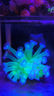 捷寶（Jebao）智能變頻造浪泵水族箱沖浪器強(qiáng)磁吸設(shè)計(jì)海水淡水迷你小型造流泵 【手動(dòng)】適合0.6米以上魚(yú)缸 曬單實(shí)拍圖