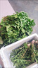 茗君鮮蒲公英野菜新鮮的現挖婆婆丁花葉草苗東北蘸醬菜野生苦菜煮泡水喝 4斤蒲公英 曬單實(shí)拍圖